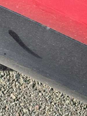 Photo Brown Bear Car Wash