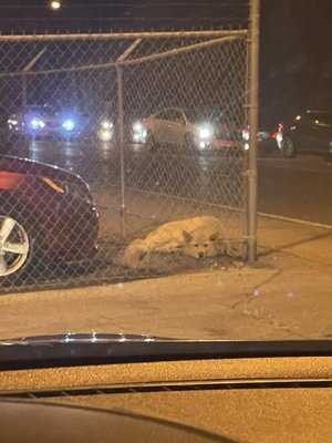 Photo Prestige Mobile Auto Detailing