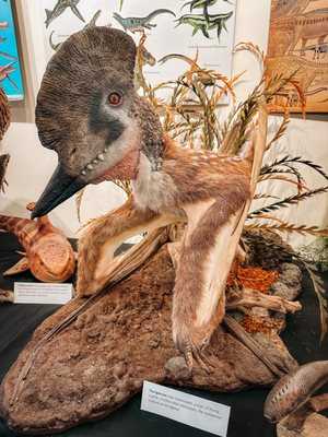 Photo Mount Dora Library