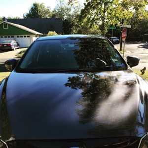 Photo Dog and Moustache