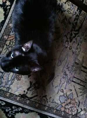 Photo Foreign Car Hospital