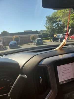 Photo Brown Bear Car Wash