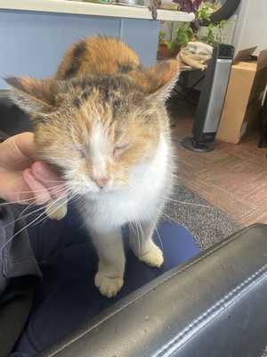 Photo Foreign Auto Specialties